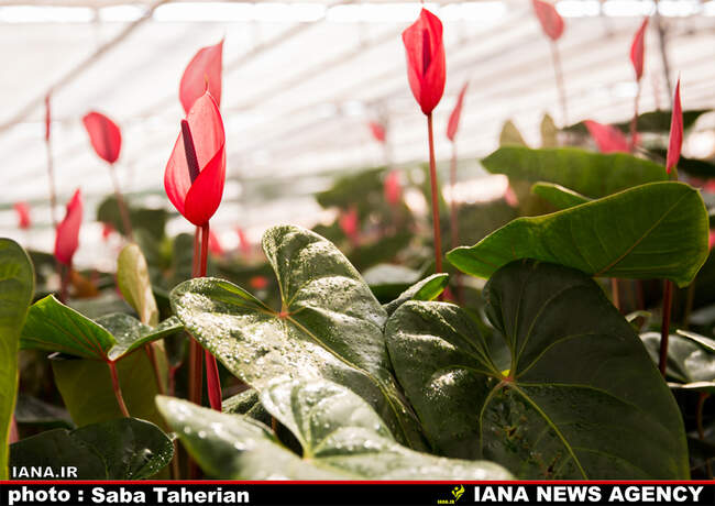آنتوریوم صادراتی