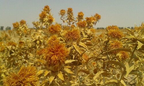 گلرنگ‌های  طرح P.V.S خرامه به گُل نشست
