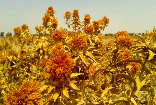 گلرنگ‌های  طرح P.V.S خرامه به گُل نشست