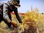 افزایش 36 درصدی خرید تضمینی گندم در استان کردستان