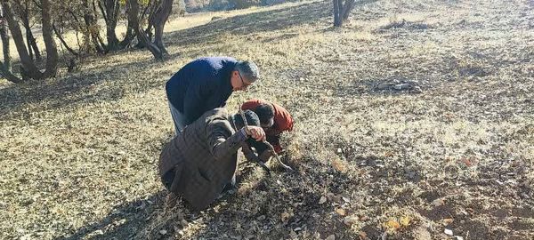 تدبیر زودهنگام برای امنیت غذایی، پایش زمستانه آفت سن گندم در بویراحمد
