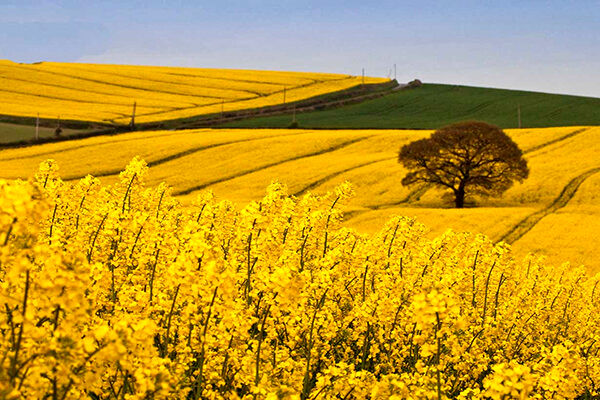 ۷۰ درصد کلزای استان ایلام در شهرستان  دهلران تولید می‌شود