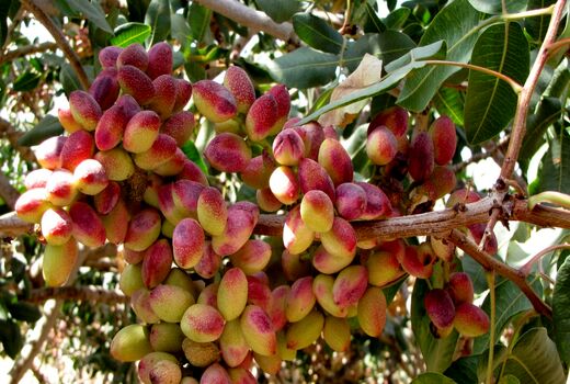 تجهیز ۱۲ هزار هکتار اراضی کشاورزی رفسنجان به آبیاری نوین