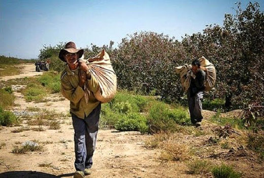 پرداخت غرامت ۴۵ میلیارد تومانی به کشاورزان اصفهانی