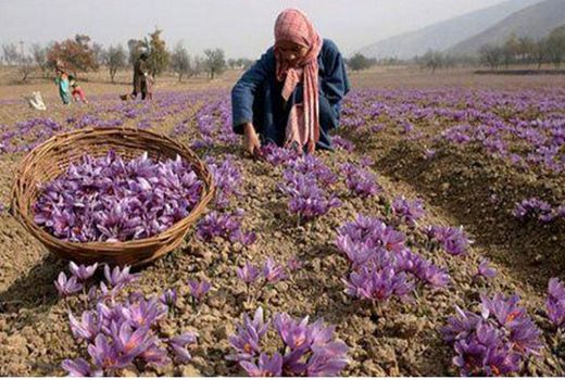 مطالبه 1.5 میلیارد تومانی زعفران کاران خراسان‌شمالی از دولت