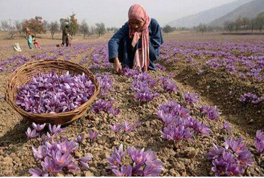 مطالبه 1.5 میلیارد تومانی زعفران کاران خراسان‌شمالی از دولت