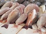 پیچ و خم‌های تولید تیلاپیا در ایران