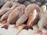 پیچ و خم‌های تولید تیلاپیا در ایران