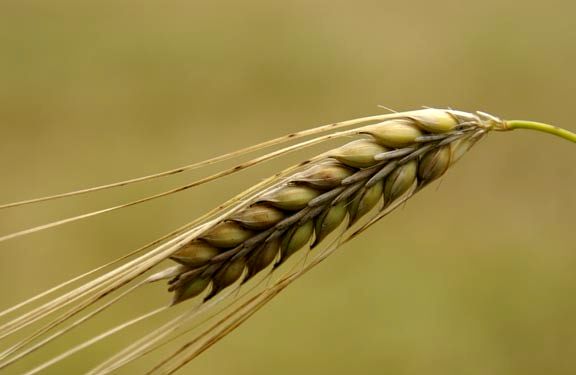 خرید تضمینی 371 هزار تن گندم در همدان