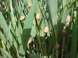عملیات مبارزه با سن مادر در زنجان به 38 هزار و 321 هکتار رسید