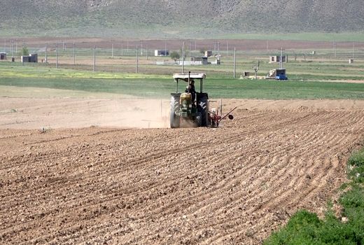 افزایش 60 درصدی سطح زیرکشت چغندرقند در فریدن