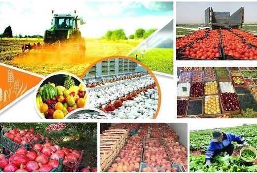 حذف ارز ترجیحی تاثیری بر روند تولید ندارد