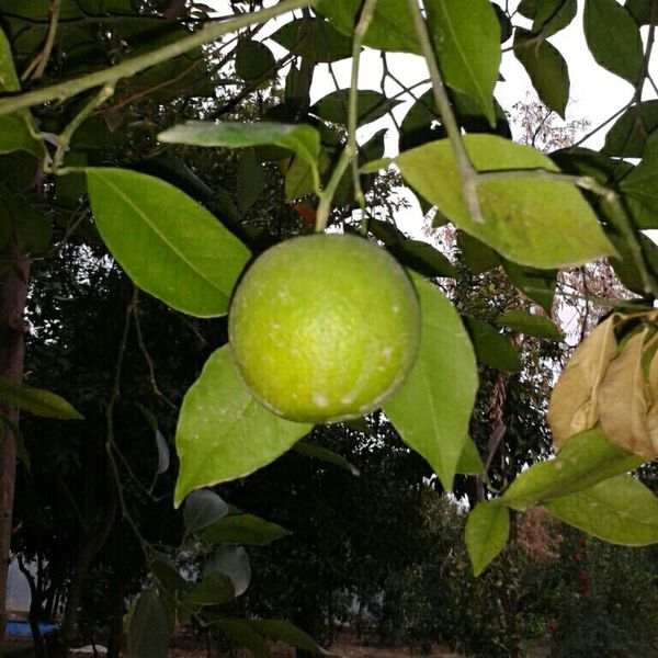 تولید نماتد کش‌های داخلی به زودی محقق می‌شود