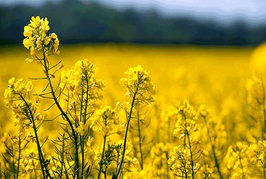 پیش‌بینی افزایش ۸۰ درصدی کلزا