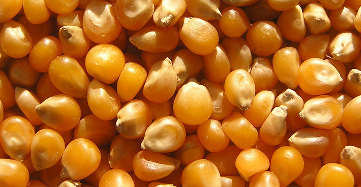 عرضه ذرت دانه‌ای 3 استان در قالب گواهی سپرده کالایی در بورس