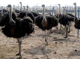 سودآوری با سرمایه‌گذاری روی پرورش شترمرغ در بوتسوانا/ گوشت شترمرغ دارای کلسترول کمتر در مقایسه با گوشت گاو و تخم‌مرغ است