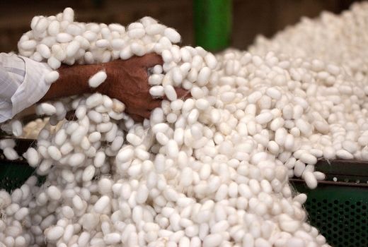 رشد 17 درصدی توزیع تخم نوغان در گیلان