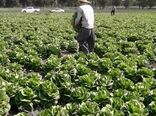 افزایش 29تنی عملکرد تولید کاهو در ملارد با استفاده از سیستم آبیاری نوار تیپ