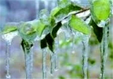 خسارت 46 میلیارد ریالی سرما به کشاورزان اسدآبادی