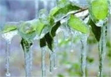 خسارت 46 میلیارد ریالی سرما به کشاورزان اسدآبادی