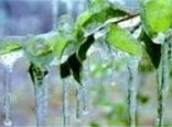خسارت 46 میلیارد ریالی سرما به کشاورزان اسدآبادی