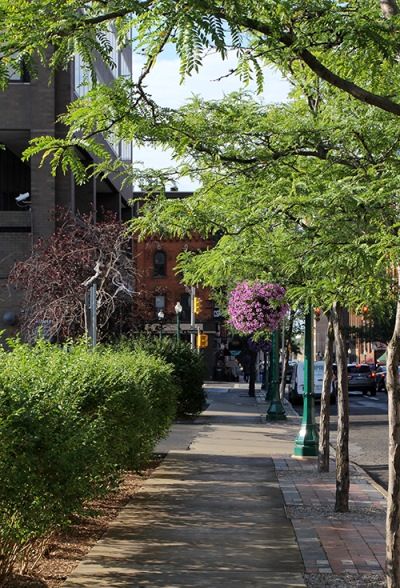 ارزش سالانه درختان در شهرهای بزرگ 500 میلیون دلار است