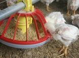 هزینه نگهداری مرغ و ارتباط آن با تغذیه + مقاله کاربردی
