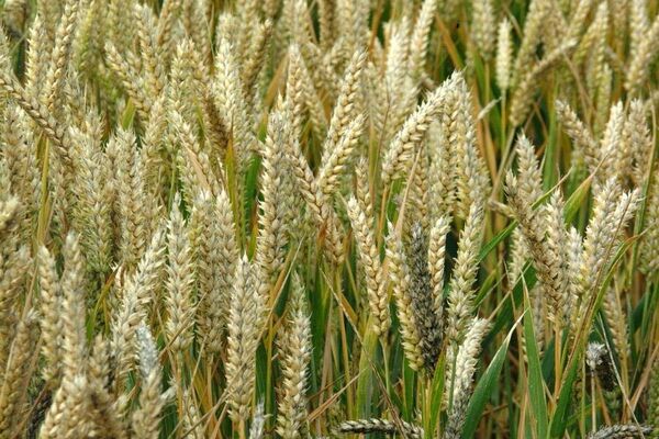 برف و سرما تولید یک میلیون و 500 هزار تنی جو را به خطر نمی‌اندازد