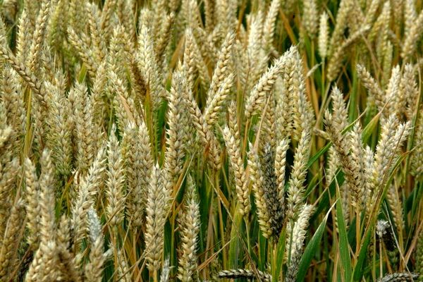 برف و سرما تولید یک میلیون و 500 هزار تنی جو را به خطر نمی‌اندازد