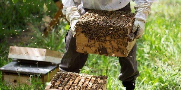 فعالیت 12 کارگاه سنتی فرآوری عسل در شهربابک