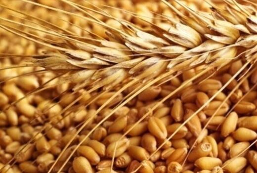 هشت هزار تن بذر گواهی شده گندم در استان قزوین تولید می‌شود