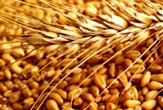 هشت هزار تن بذر گواهی شده گندم در استان قزوین تولید می‌شود