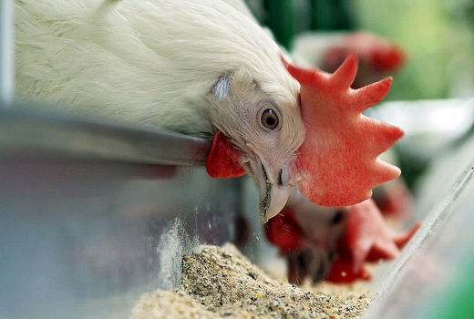 افزایش 40 درصدی قیمت در چند روز