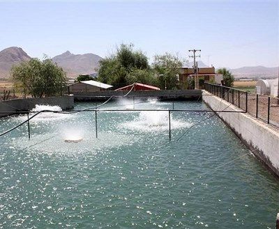 استحصال 2300 تن گوشت سفید از استخرهای پرورش ماهی کرمان در سال 95