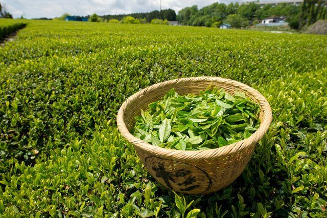 آمار نهایی برگ سبز خریداری‌شده 139 هزار تن به ارزش 234 میلیارد تومان/ بوته‌های چای به خواب رفتند