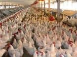 احیای دوباره هفت واحد مرغداری خراسان شمالی با مانع زدایی 