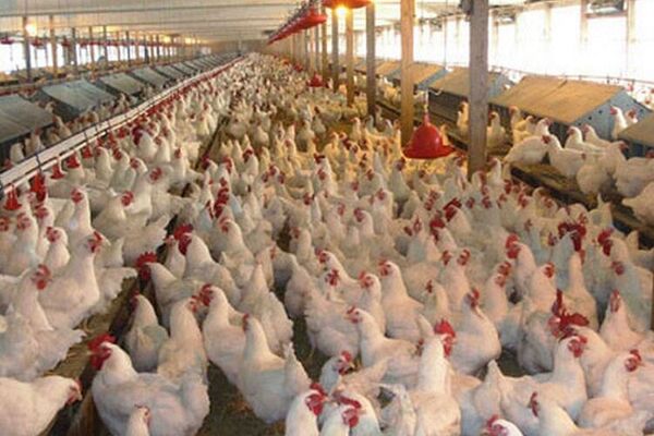 احیای دوباره هفت واحد مرغداری خراسان شمالی با مانع زدایی 