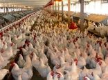 احیای دوباره هفت واحد مرغداری خراسان شمالی با مانع زدایی 