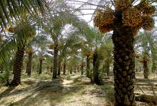 پایان کار شبکه مراقبت نخیلات در خرمشهر