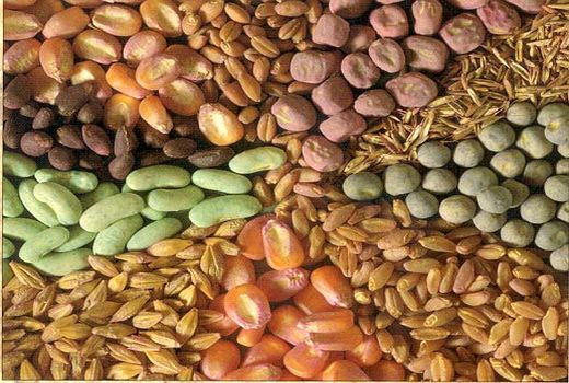 خودکفایی ایران در تولید 6 رقم بذر اصلاح شده زراعی