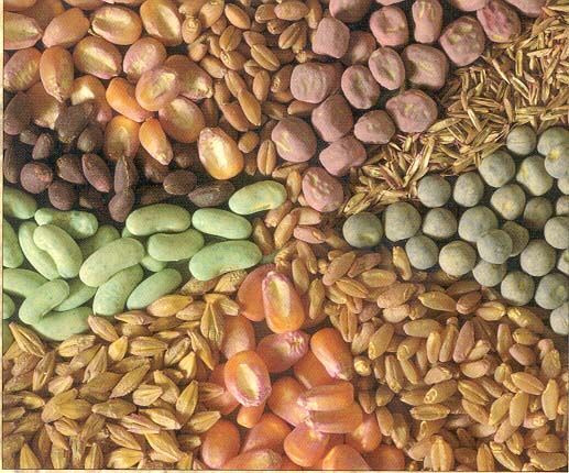 خودکفایی ایران در تولید 6 رقم بذر اصلاح شده زراعی