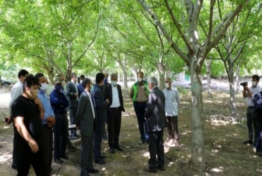 ژنوتیپ‌های باکیفیت و مرغوب جایگزین گردوهای نامرغوب شهرستان رابر می‌شوند.