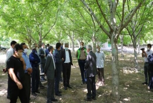 ژنوتیپ‌های باکیفیت و مرغوب جایگزین گردوهای نامرغوب شهرستان رابر می‌شوند.
