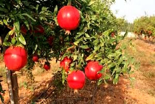 برپایی جشن انار در اندیمشک