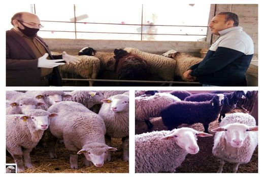 اجرای طرح اصلاح نژاد دام سبک در شهرستان پردیس