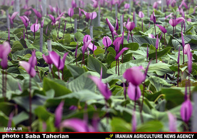 گلخانه بیست و پنج ساله درپاکدشت