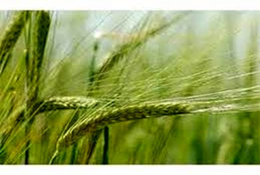 روز انتقال یافته گندم در خرمشهر