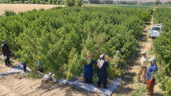 آغاز فصل برداشت پسته در داراب؛ تمرکز تولید در دهستان کوهستان