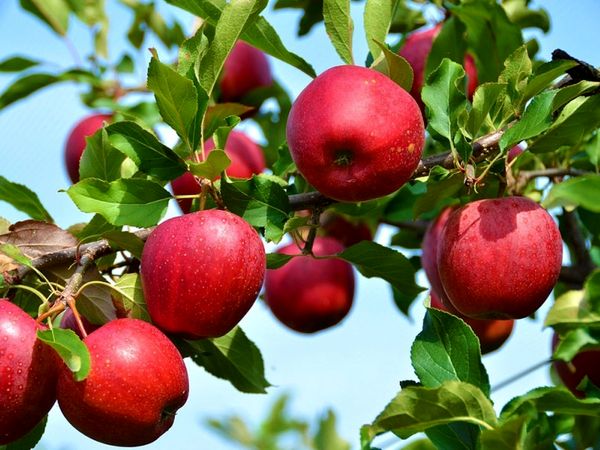 امسال بیش از ۱۶۰ هزار تن سیب از باغ‌های اشنویه برداشت می‌شود