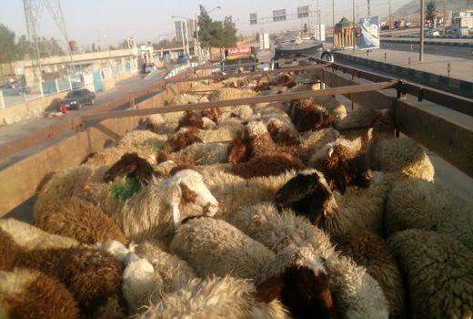 توقیف دام غیر مجاز در شهرستان آباده